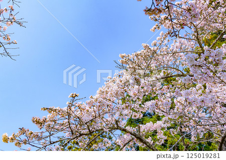 福島県相馬市の涼ケ岡(すずみがおか)八幡神社と桜 福島県相馬市の涼ケ岡(すずみがおか)八幡神社と桜 125019281