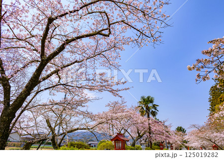 福島県相馬市の涼ケ岡(すずみがおか)八幡神社と桜 福島県相馬市の涼ケ岡(すずみがおか)八幡神社と桜 125019282