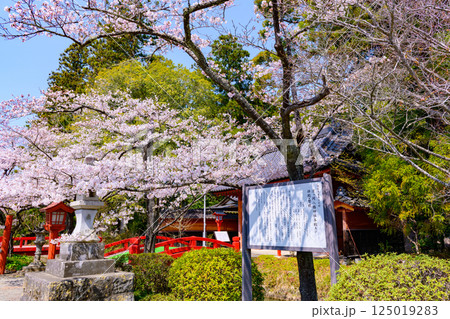 福島県相馬市の涼ケ岡（すずみがおか）八幡神社と桜 125019283