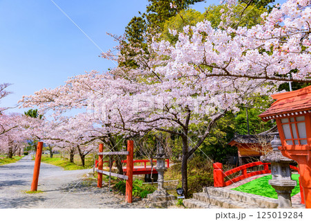 福島県相馬市の涼ケ岡（すずみがおか）八幡神社と桜 125019284