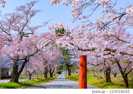福島県相馬市の涼ケ岡(すずみがおか)八幡神社と桜 福島県相馬市の涼ケ岡(すずみがおか)八幡神社と桜 125019285