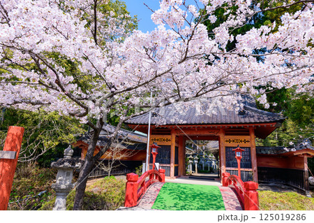 福島県相馬市の涼ケ岡（すずみがおか）八幡神社と桜 125019286