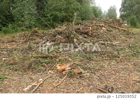 A plot of land cleared of trees and bushes A plot of land cleared of trees and bushes 125019352