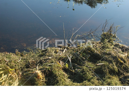The river shore of the lake with grass, bushes and trees. Grassy Shore The river shore of the lake with grass, bushes and trees. Grassy Shore 125019374