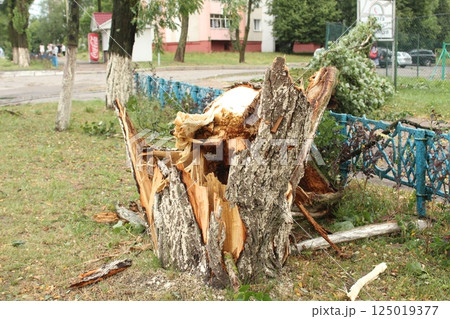 a fallen tree with fragments of wood. Aftermath of the storm a fallen tree with fragments of wood. Aftermath of the storm 125019377