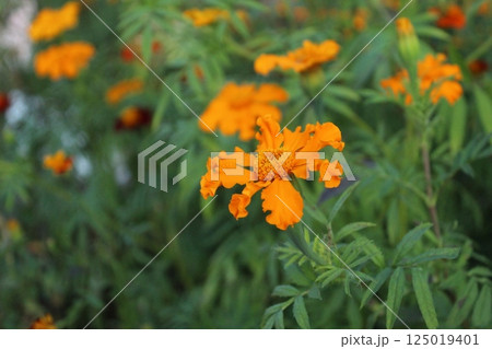 Wild marigold flower flower on green background. Summer Fragrant Flowers Wild marigold flower flower on green background. Summer Fragrant Flowers 125019401