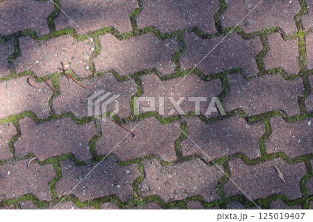 Paving slabs with grass between the seams close-up. Background Tiles 125019407