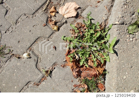 Dandelion grass grows from asphalt paving slabs. Strong plants Dandelion grass grows from asphalt paving slabs. Strong plants 125019410