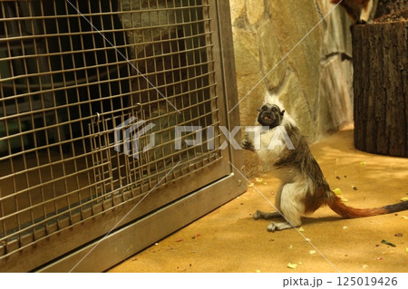 A monkey of the Tamarin breed eats vegetables on the floor of an enclosure. Funny monkeys A monkey of the Tamarin breed eats vegetables on the floor of an enclosure. Funny monkeys 125019426