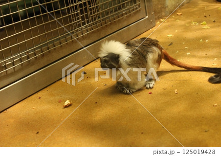 Tamarin the monkey sits on the floor of the enclosure in the zoo cage. Animals in the zoo 125019428