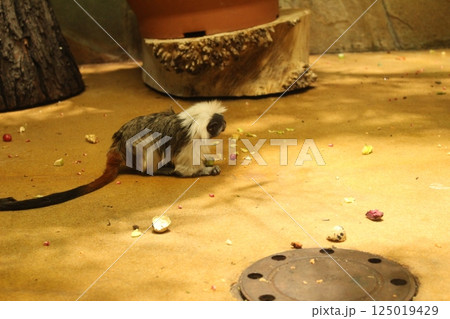 Tamarin the monkey sits on the floor of the enclosure in the zoo cage. Animals in the zoo 125019429