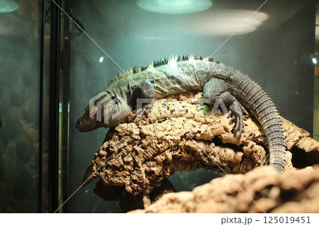 Ctenosaura bakeri dark colored iguana sitting on a snag in a terrarium aquarium Ctenosaura bakeri dark colored iguana sitting on a snag in a terrarium aquarium 125019451