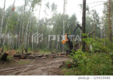 deforestation. The tractor cuts down, we take out the felled trees 125019488
