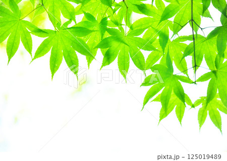 青もみじが映える新緑の季節 125019489
