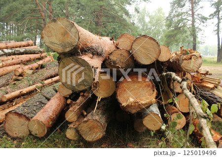 stacked logs of ripe wood. Timber harvesting stacked logs of ripe wood. Timber harvesting 125019496
