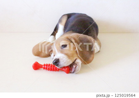 おもちゃで遊ぶビーグル犬 おもちゃで遊ぶビーグル犬 125019564
