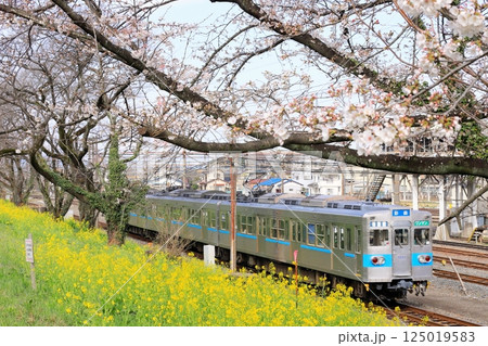 秩父鉄道「菜の花と開花したての桜堤の下を走る電車」 125019583