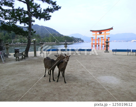 厳島神社の大鳥居(広島県廿日市市) 厳島神社の大鳥居(広島県廿日市市) 125019612