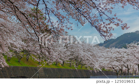 桜咲く春 125019631