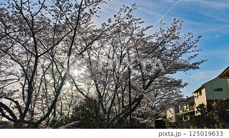 桜咲く春 125019633