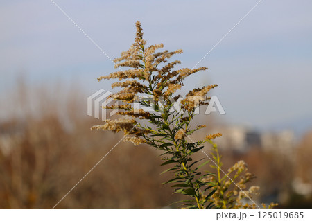 Golden Wildflower Blossom Close Up Against Dec 4 2024 125019685