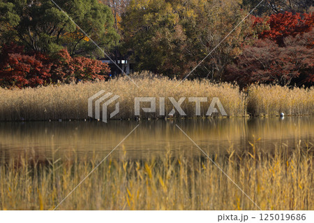Serene scene of a pond surrounded by tall grass and trees, Dec 4 2024 Serene scene of a pond surrounded by tall grass and trees, Dec 4 2024 125019686