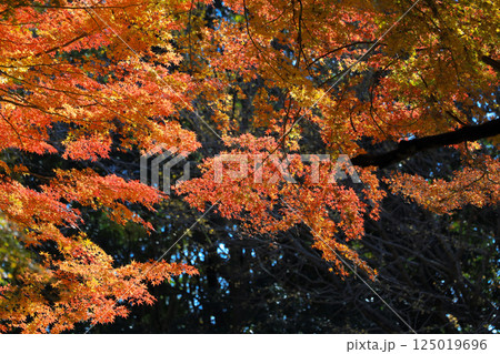 Autumn Colored Foliage With Sunlight Shining Through Tree Branches 125019696