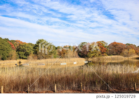 Autumn Landscape with Boats on a Tranquil Lake, japan Dec 4 2024 125019729