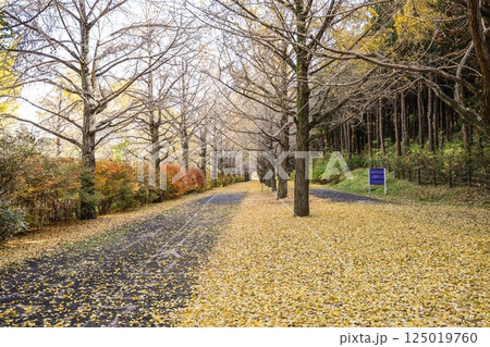 Autumn Path with Golden Leaves and Bare Trees Dec 4 2024 Autumn Path with Golden Leaves and Bare Trees Dec 4 2024 125019760