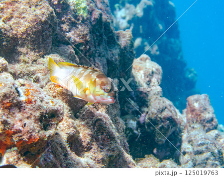 高級魚のアカハタ。ヒリゾ浜中木南伊豆町伊豆半島静岡県2024 125019763