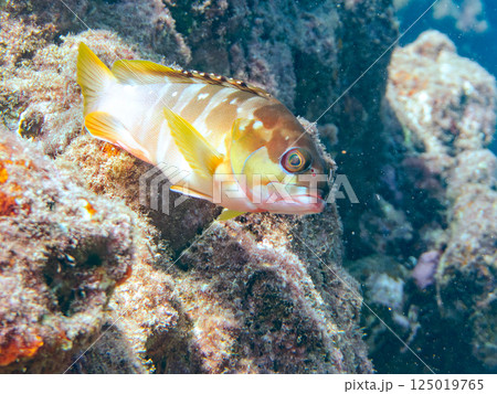 高級魚のアカハタ。ヒリゾ浜中木南伊豆町伊豆半島静岡県2024 125019765