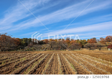 Landscape With Fields and Vibrant Deciduous Forest B Dec 4 2024 125019768