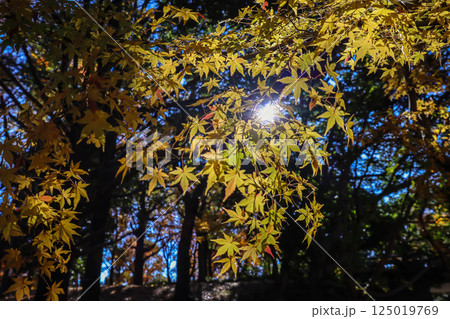 Illuminated by Warm Sunlight Through Golden Leaves Dec 4 2024 125019769