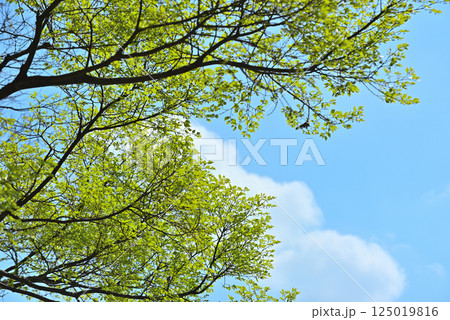 新緑　エコ 125019816