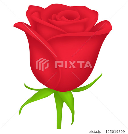 red rose on white background red rose on white background 125019899