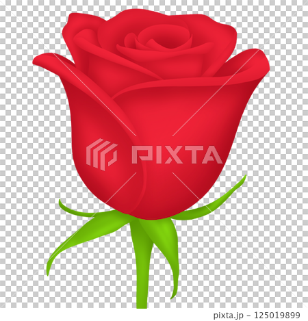 red rose on white background red rose on white background 125019899