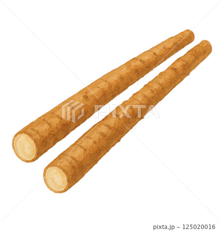 ごぼうの水彩風イラスト（皮付き・断面） 125020016