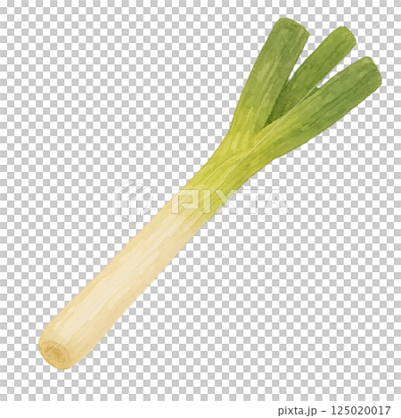 Watercolor illustration of a long onion (whole) Watercolor illustration of a long onion (whole) 125020017