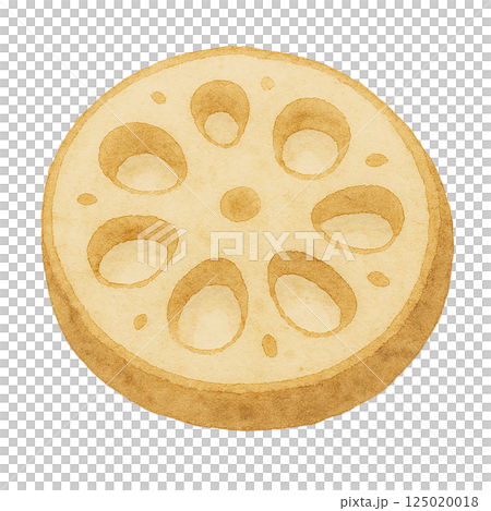 蓮藕片，水彩插圖 125020018