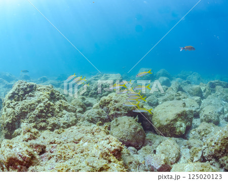 美しいアカヒメジの群れ。アカヒメジ 125020123