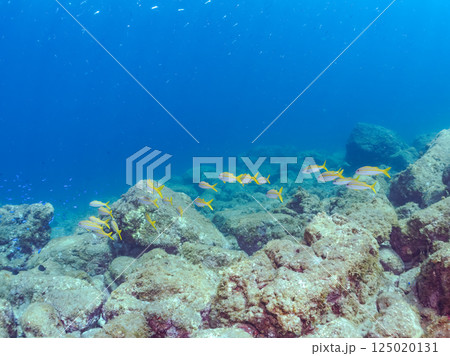 美しいアカヒメジの群れ。アカヒメジ 美しいアカヒメジの群れ。アカヒメジ 125020131