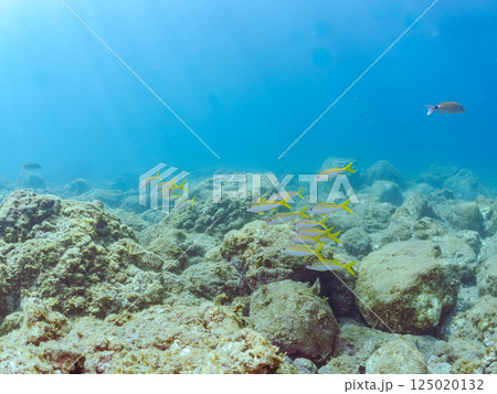 美しいアカヒメジの群れ。アカヒメジ 125020132