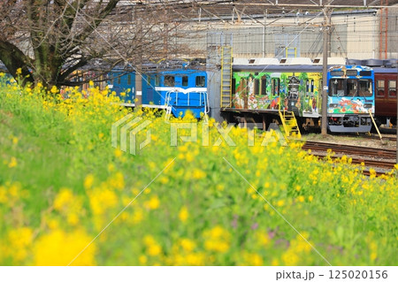 秩父鉄道「菜の花咲く土手と秩父鉄道広瀬川原車両基地」 125020156