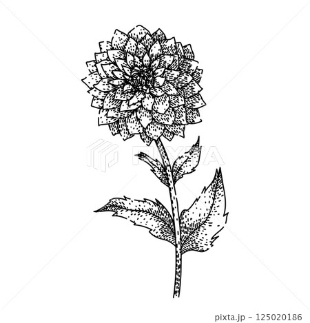 petal dahlia sketch hand drawn vector 125020186