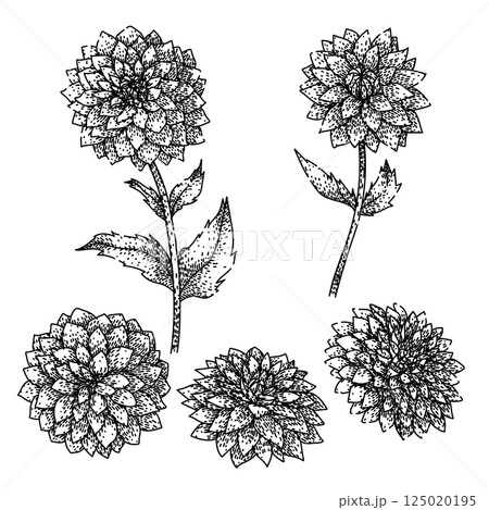 dahlia set sketch hand drawn vector dahlia set sketch hand drawn vector 125020195
