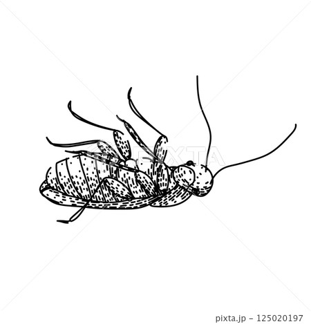 control cockroach sketch hand drawn vector control cockroach sketch hand drawn vector 125020197