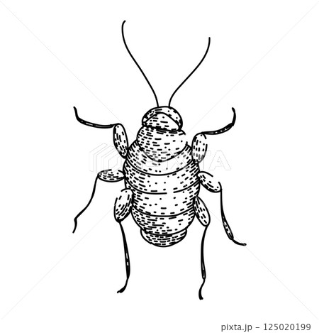 pest cockroach sketch hand drawn vector 125020199