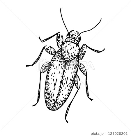 extermination cockroach sketch hand drawn vector extermination cockroach sketch hand drawn vector 125020201