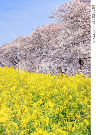 満開の熊谷桜堤 満開の熊谷桜堤 125020204
