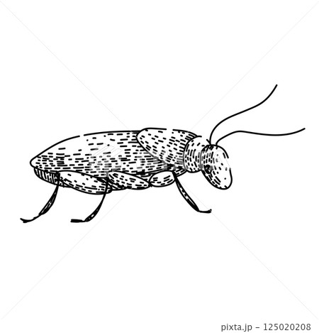 infestation cockroach sketch hand drawn vector 125020208